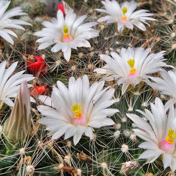 Mammillaria zephyranthoides